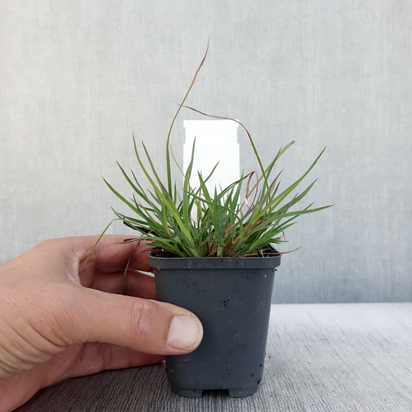 Andropogon ternarius 8/9 cm pot sample as delivered in autumn