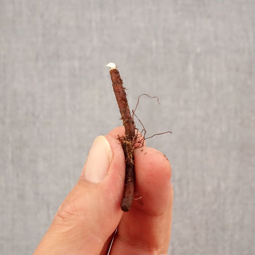 Anemone apennina Alba Bulb size I sample as delivered in autumn