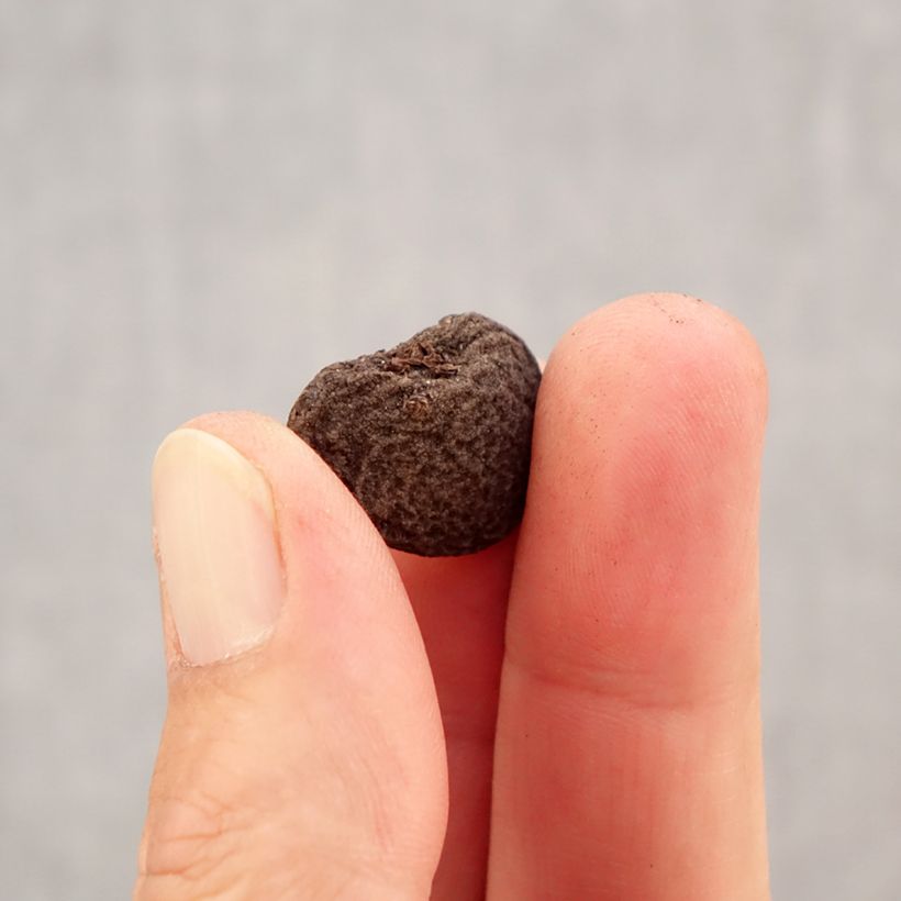 Anemone blanda Pink Star Bulb size 5+ sample as delivered in autumn