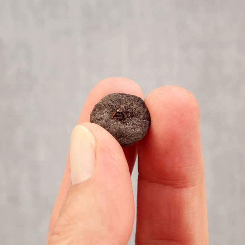 Anemone blanda White Splendour Bulb size 5 sample as delivered in autumn