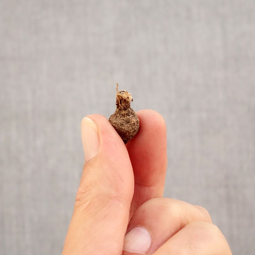 Anemone coronaria Mount Everest Bulb size 5 sample as delivered in autumn