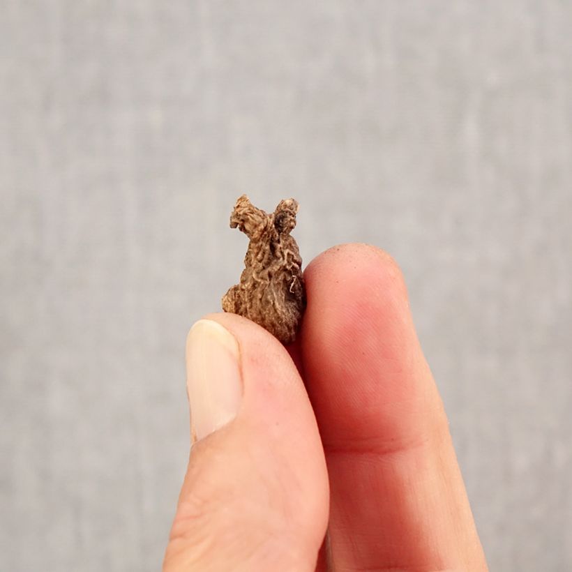 Anemone coronaria Sylphide Bulb size 5 sample as delivered in autumn