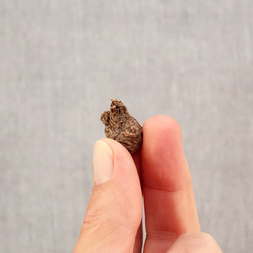 Anemone coronaria The Governor Bulb size 5 sample as delivered in autumn