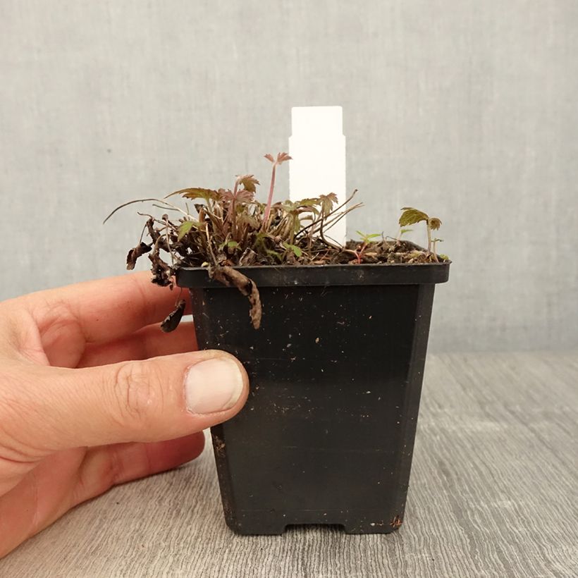 Anemone hupehensis var. japonica Alando Rose 8/9 cm pot sample as delivered in spring