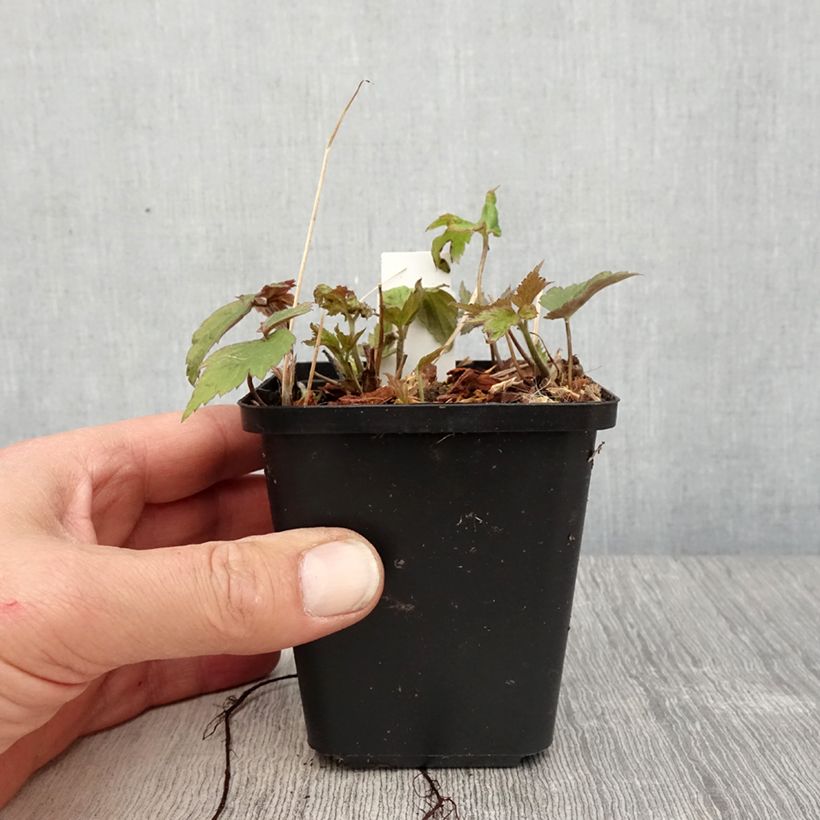 Anemone hupehensis Fantasy Ariel 8/9 cm pot sample as delivered in spring