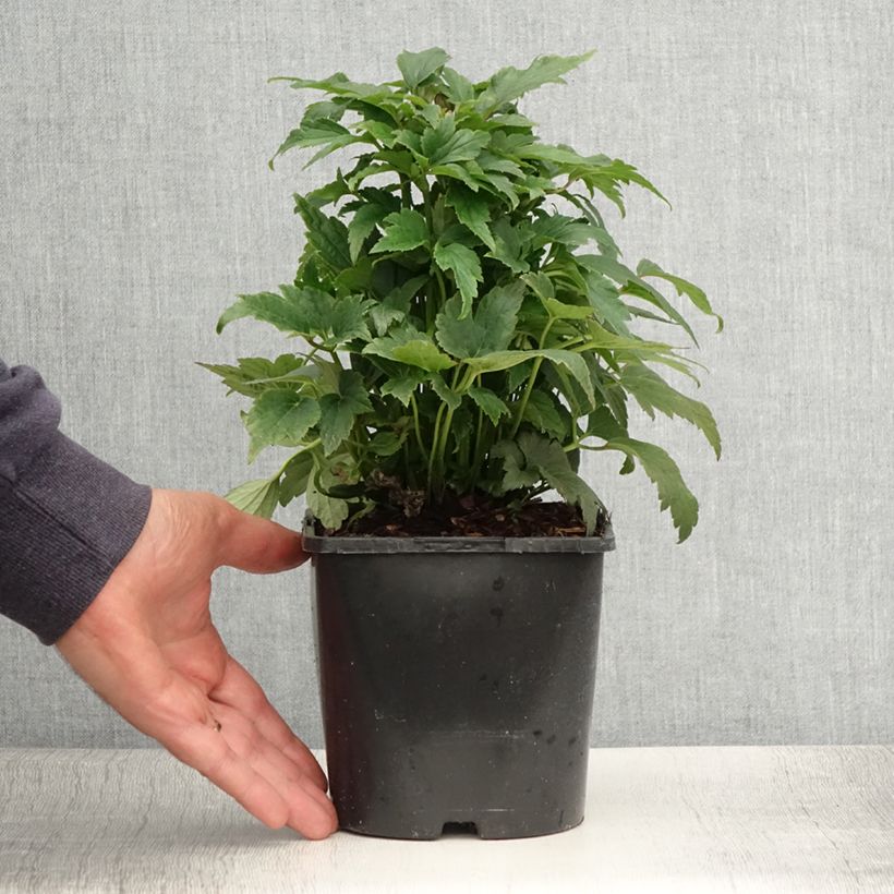 Anemone hupehensis Fantasy Ariel 2L/3L pot sample as delivered in summer