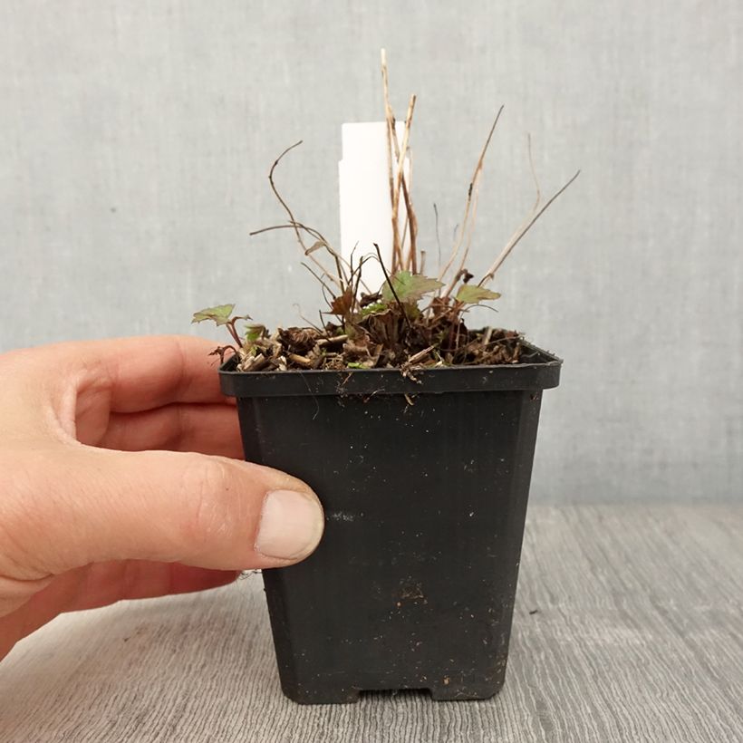 Anemone hupehensis Fantasy Red Riding Hood 8/9 cm pot sample as delivered in spring