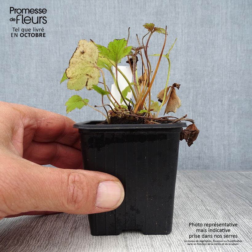 Anemone hupehensis var. japonica Pamina 8/9 cm pot sample as delivered in autumn