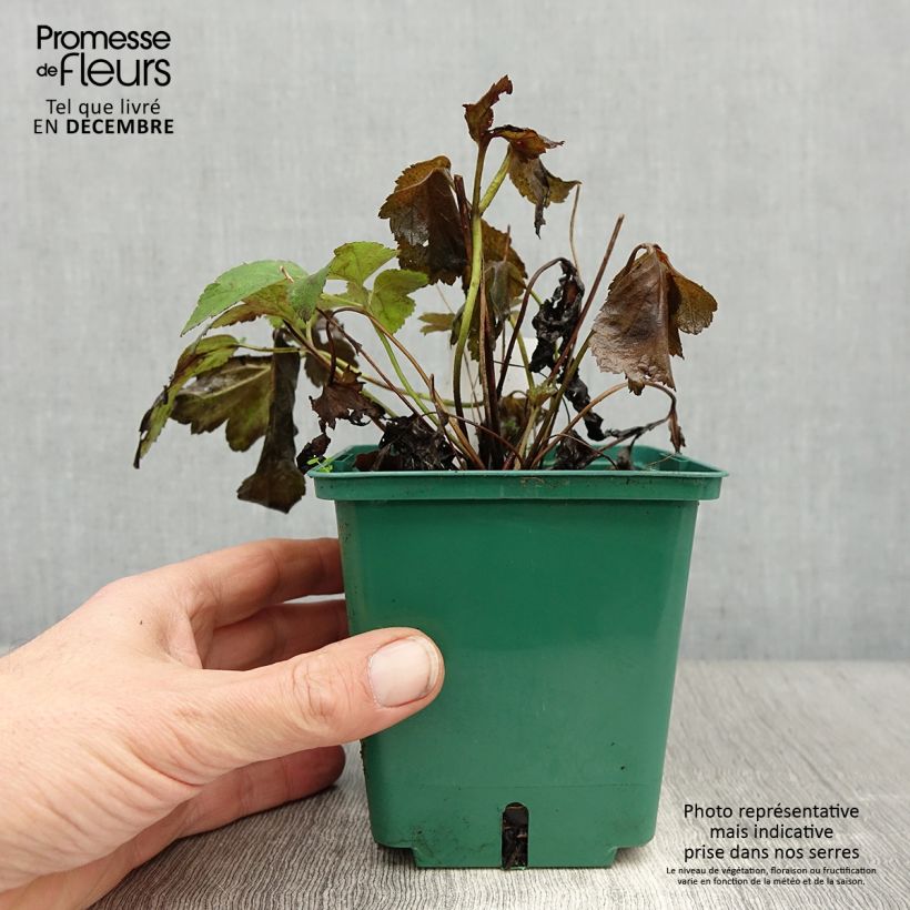 Anemone hupehensis var. japonica Pamina 1L/1.5L pot sample as delivered in winter