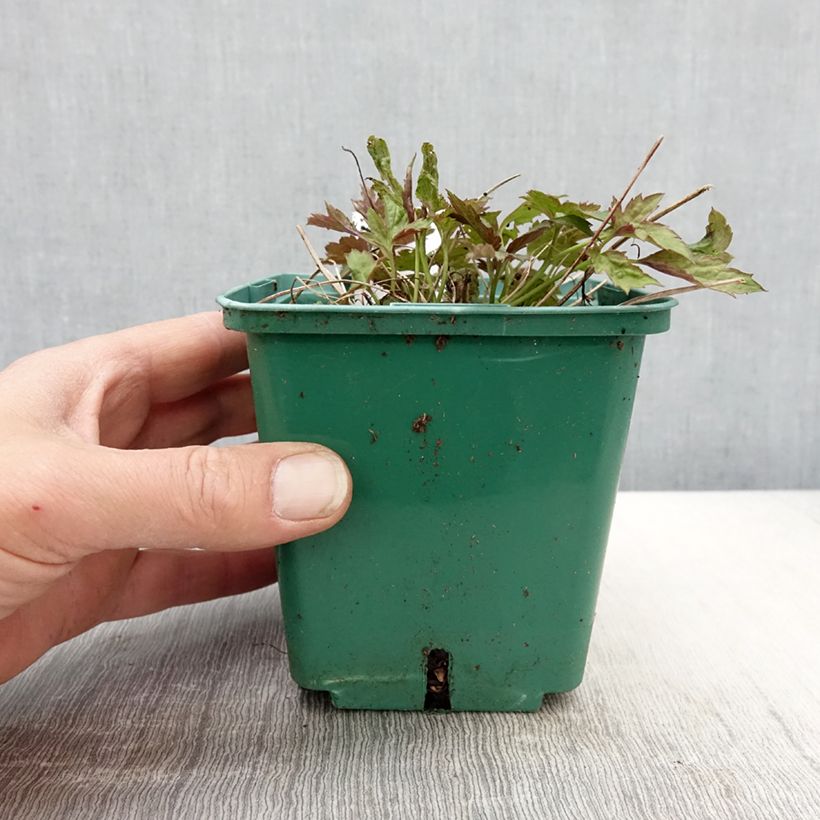 Anemone hupehensis var. japonica Pamina 1L/1.5L pot sample as delivered in spring