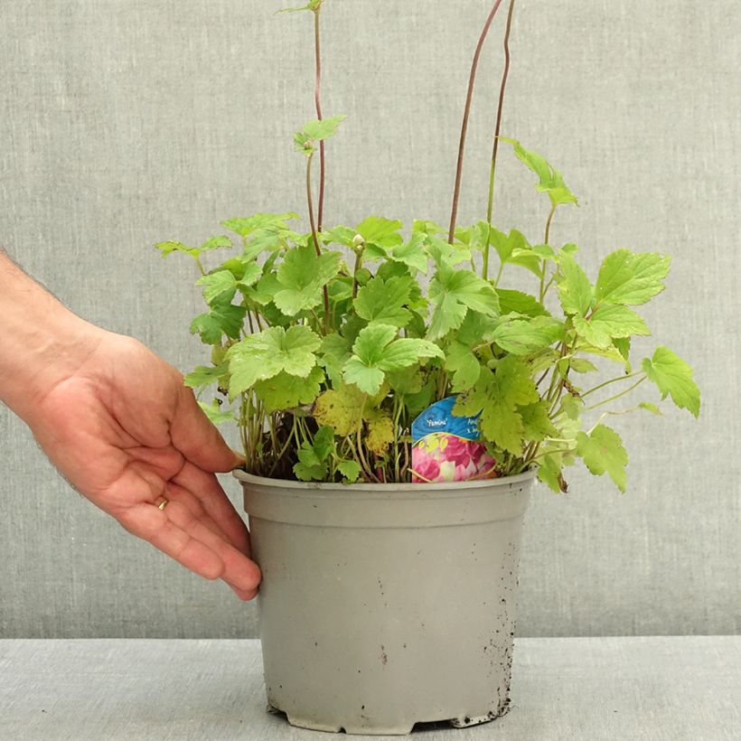 Anemone hupehensis var. japonica Pamina 3L/4L pot sample as delivered in summer