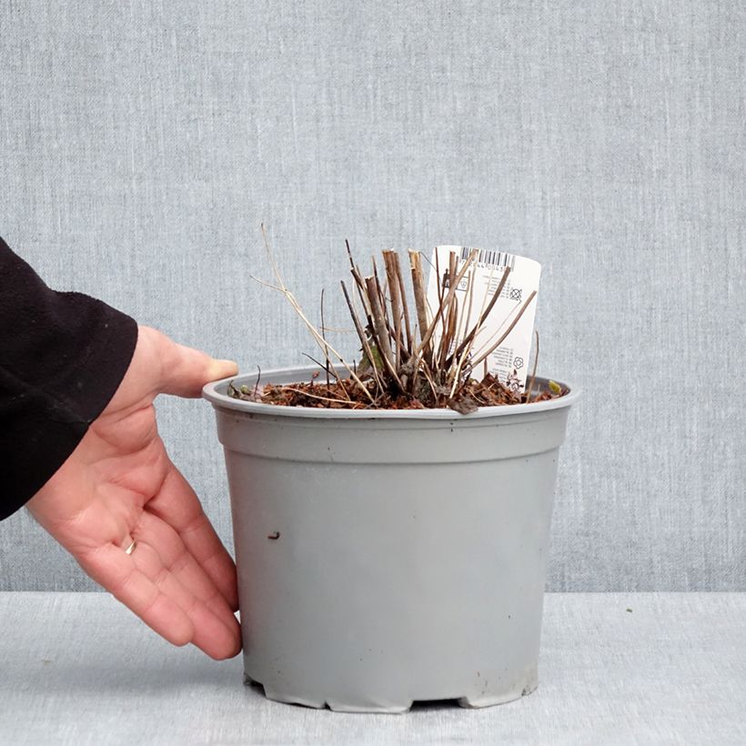 Anemone hupehensis var. japonica Pamina 3L/4L pot sample as delivered in spring