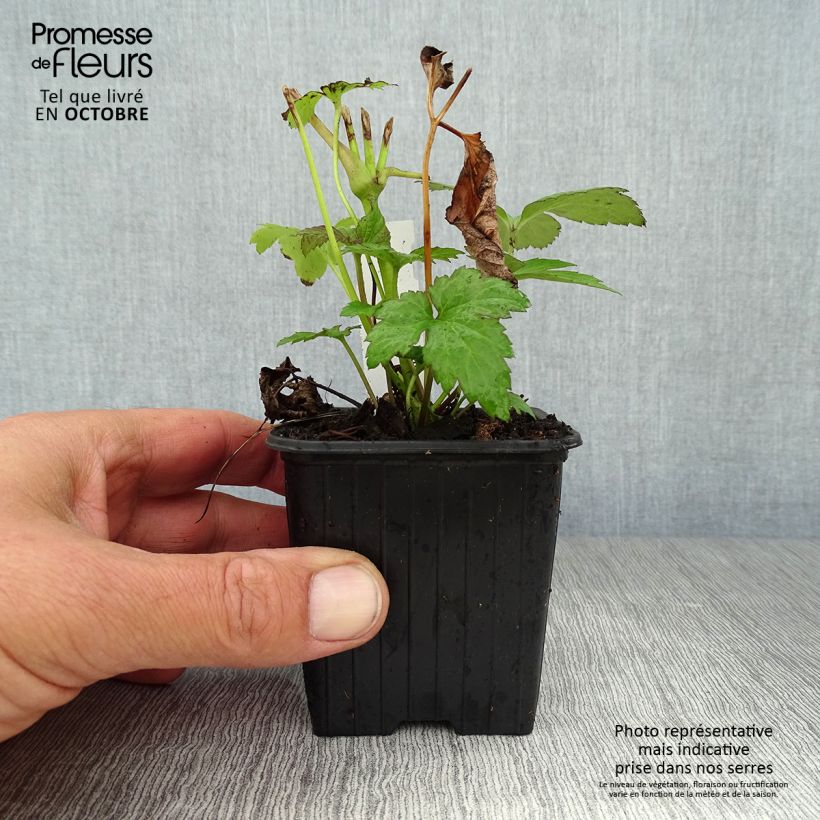 Anemone tomentosa Robustissima 8/9 cm pot sample as delivered in autumn