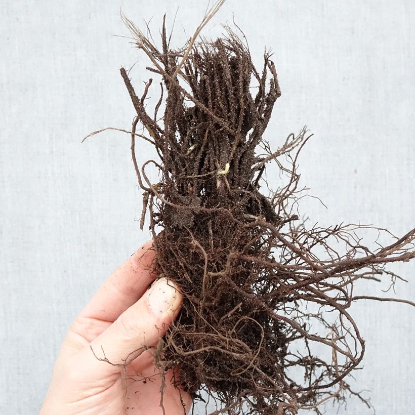 Anemone hupehensis Praecox Bare root sample as delivered in winter