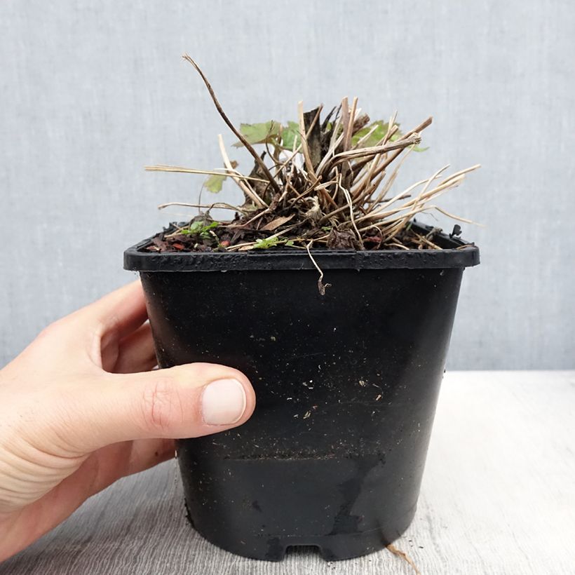 Anemone Elfin Swan - Japanese Anemone 2L/3L pot sample as delivered in spring