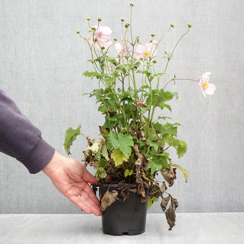 Anemone Royal Blush - Japanese Anemone 1.5L/2L pot sample as delivered in autumn