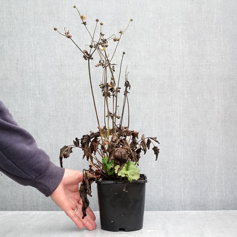 Anemone Royal Pink - Japanese Anemone 1.5L/2L pot sample as delivered in autumn