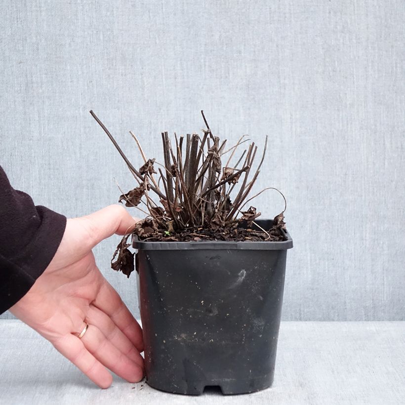 Anemone Royal Pink - Japanese Anemone 1.5L/2L pot sample as delivered in winter