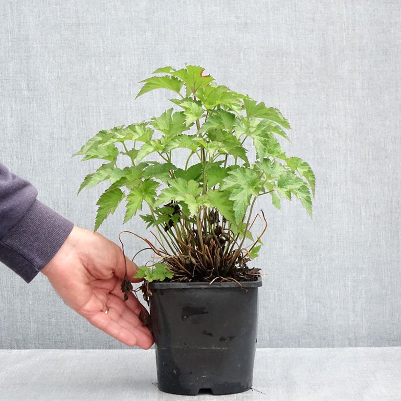 Anemone Royal Pink - Japanese Anemone 1.5L/2L pot sample as delivered in spring