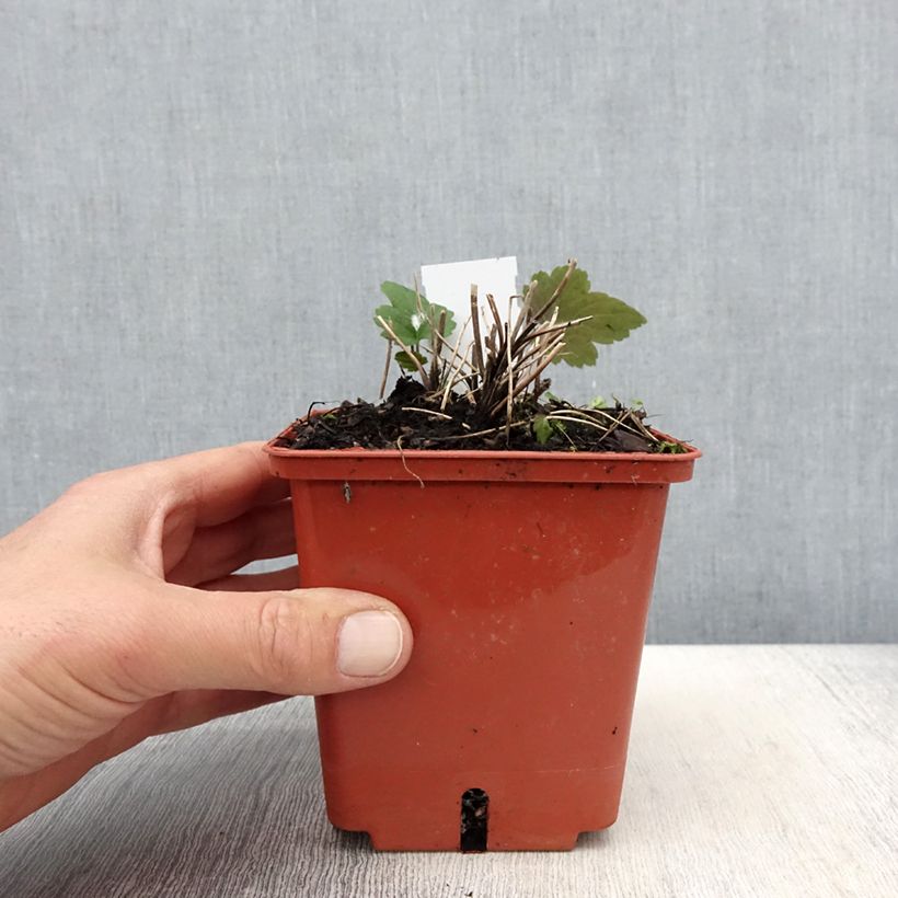 Anemone hybrida Snow Angels 1L/1.5L pot sample as delivered in spring