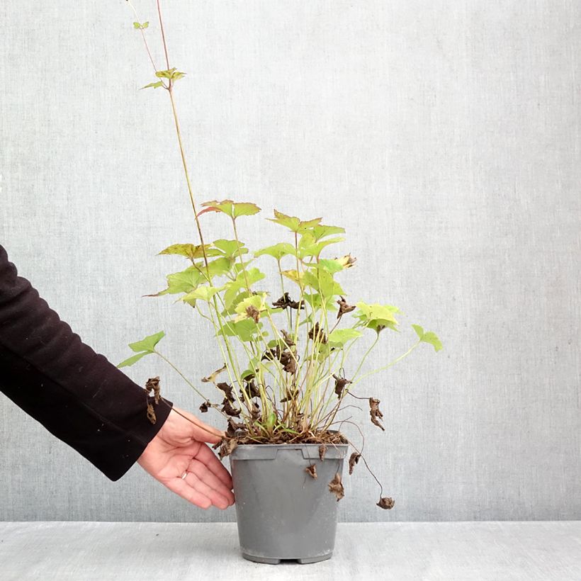 Anemone hybrida Andrea Atkinson 2L/3L pot sample as delivered in autumn