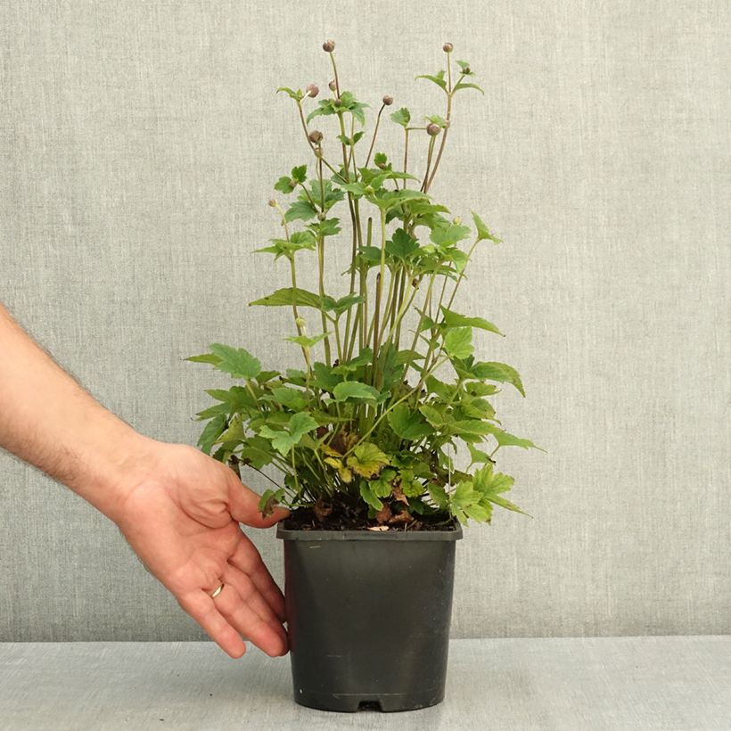Anemone hybrida Margarete 2L/3L pot sample as delivered in summer