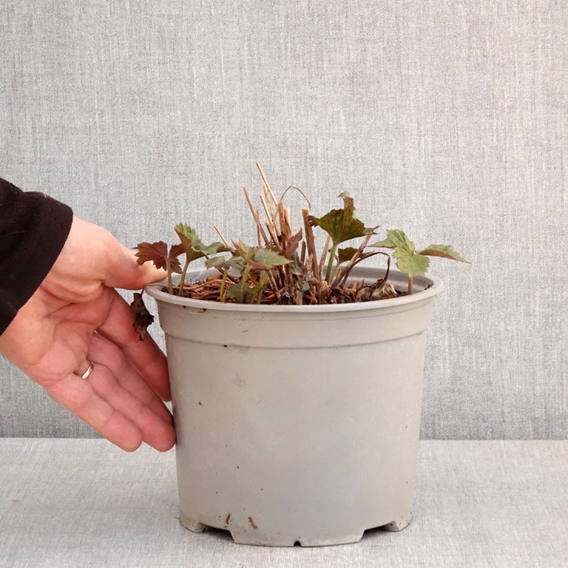 Anemone hybrida Mont Rose 3L/4L pot sample as delivered in spring