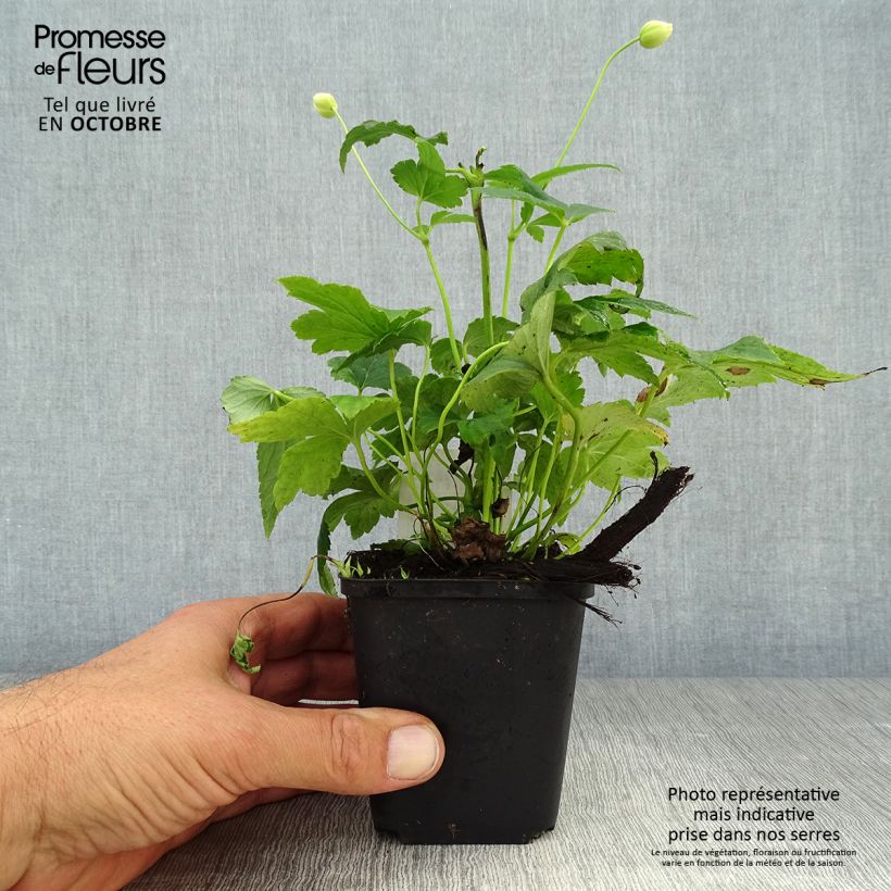 Anemone hupehensis var. japonica Pretty Lady Maria 8/9 cm pot sample as delivered in autumn