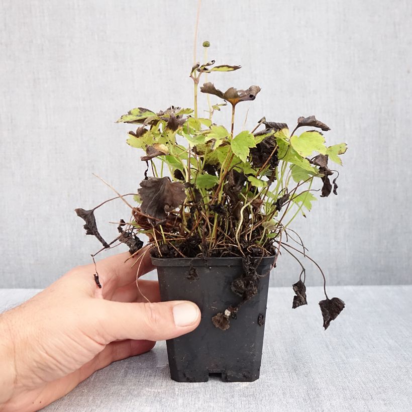 Anemone hupehensis Pretty Lady Susan 8/9 cm pot sample as delivered in autumn