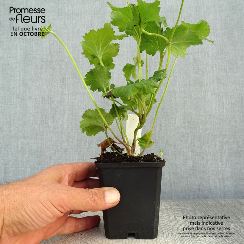 Anemone hybrida Rosenschale 8/9 cm pot sample as delivered in autumn
