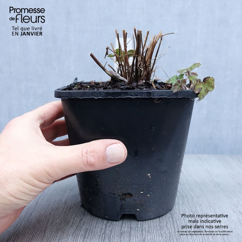 Anemone hybrida Serenade 2L/3L pot sample as delivered in winter