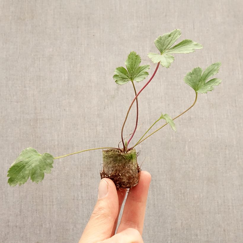 Anemone Wild Swan - Japanese Anemone Plug plant 3/4cm sample as delivered in spring