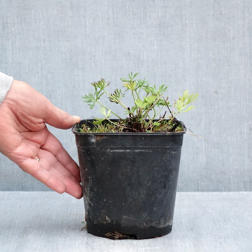 Anemone multifida Rubra 2L/3L pot sample as delivered in autumn