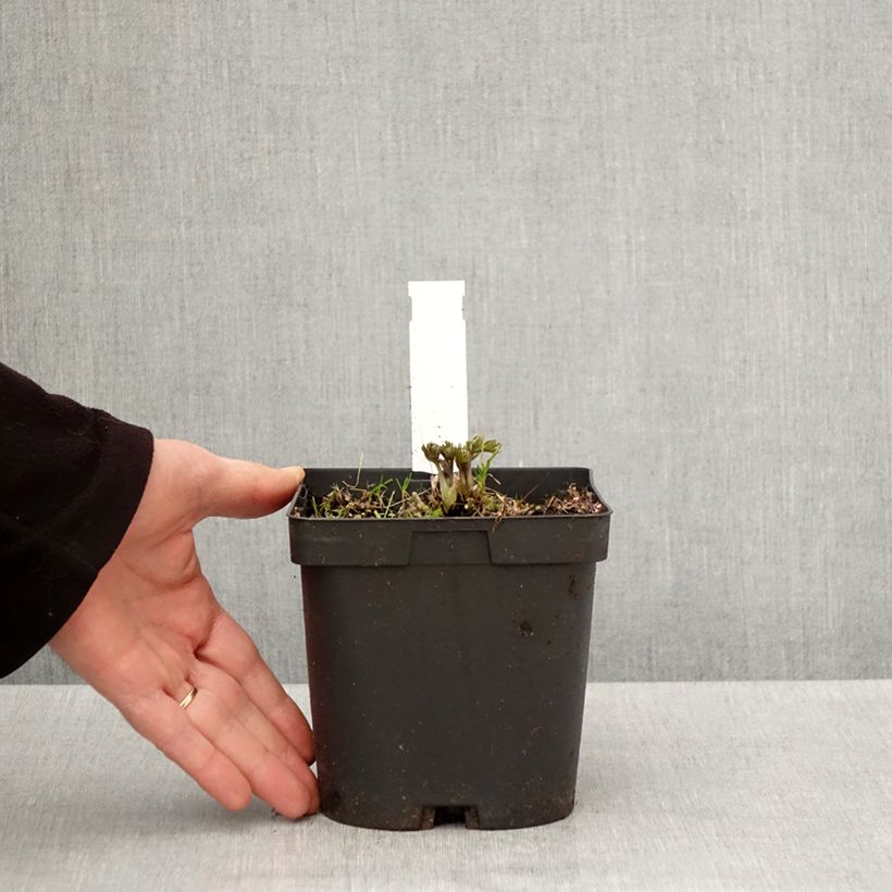 Anemone multifida Rubra 2L/3L pot sample as delivered in spring