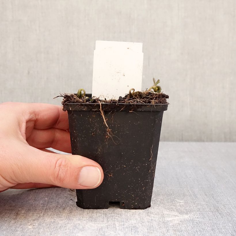 Anemone nemorosa Blue Eyes 8/9 cm pot size I sample as delivered in winter