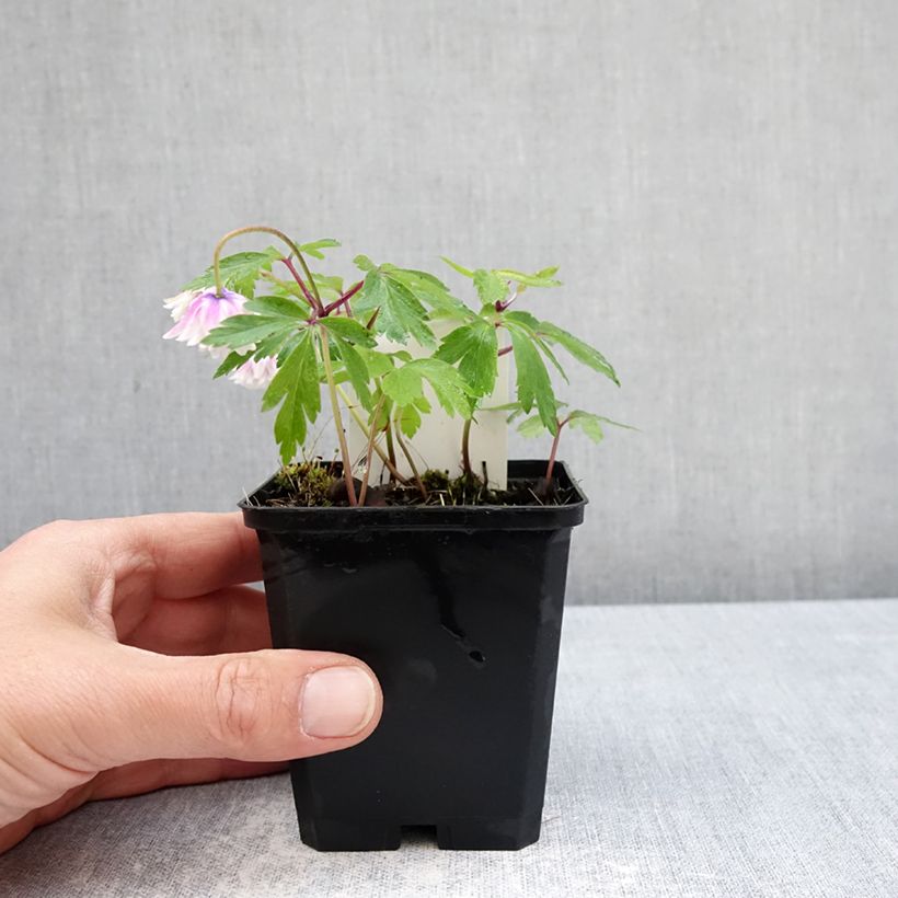 Anemone nemorosa Blue Eyes 8/9 cm pot size I sample as delivered in spring