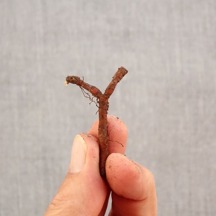 Anemone nemorosa Robinsoniana Bulb size I sample as delivered in autumn