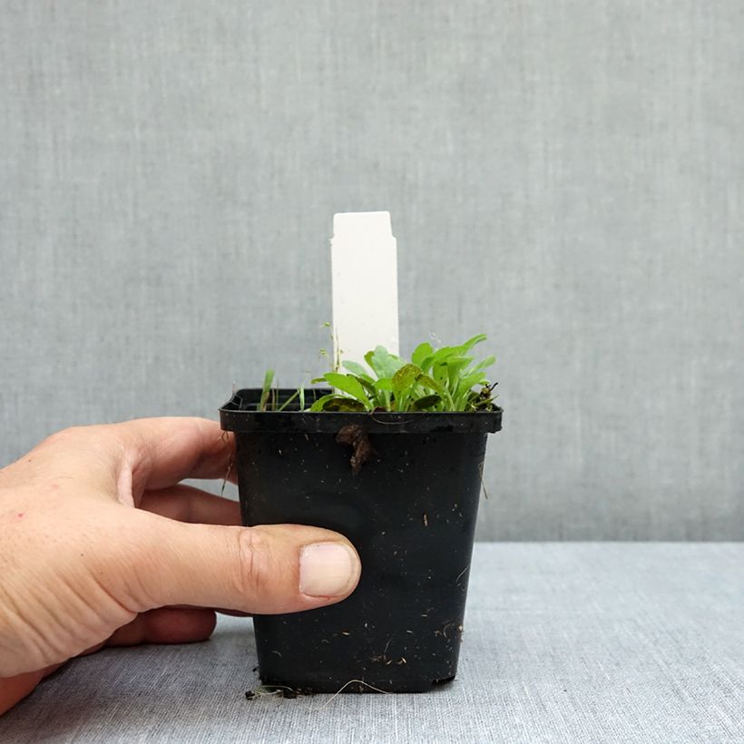 Anemone nemorosa Robinsoniana 8/9 cm pot size I sample as delivered in summer