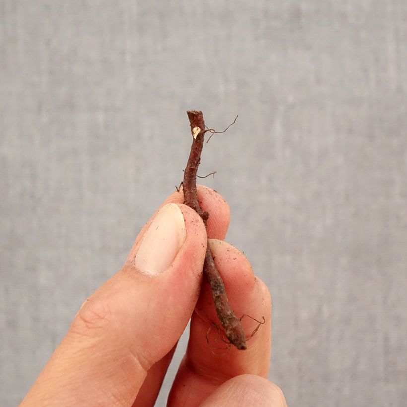 Anemone nemorosa Virescens - Wood Anemone Bulb size I sample as delivered in autumn