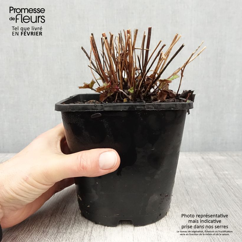Anemone Ruffled Swan - Japanese Anemone 2L/3L pot sample as delivered in winter