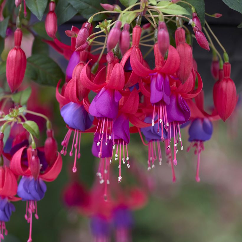 Fuchsia Angela  (Flowering)