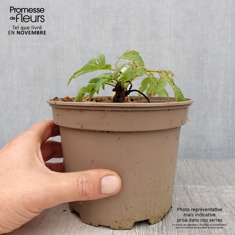 Angelica gigas 2L/3L pot sample as delivered in autumn