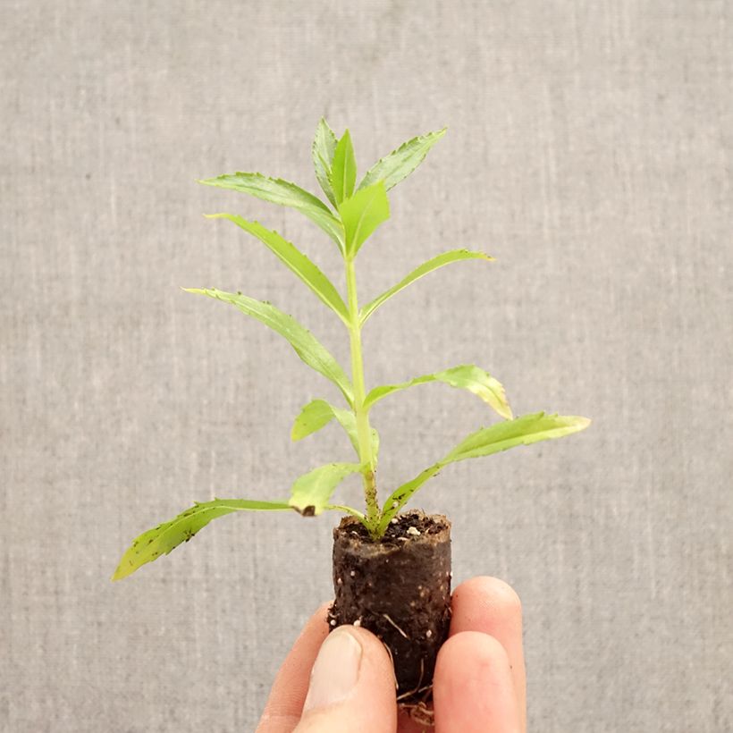 Angelonia Angelface® Wedgewood Pink Plug plant 3/4cm sample as delivered in spring