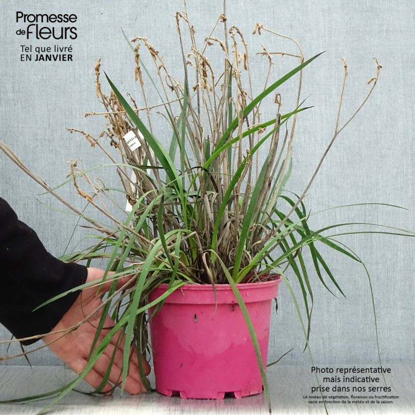 Anigozanthos flavidus Bush Pearl 2L/3L pot sample as delivered in winter