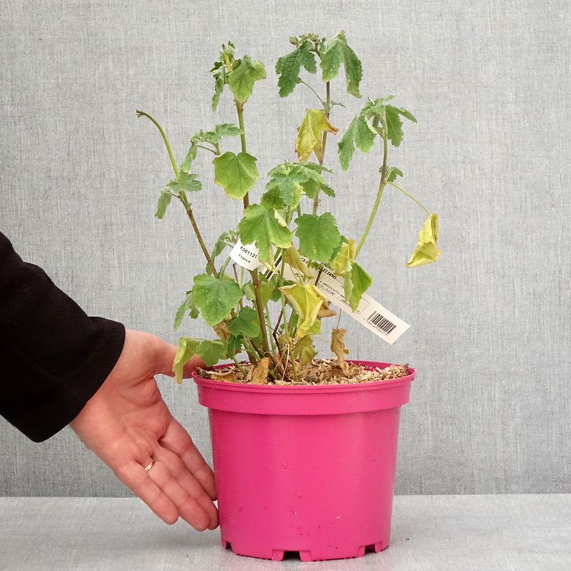 Anisodontea capensis El Rayo 4L/5L pot sample as delivered in winter