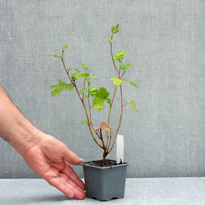 Anisodontea capensis El Rayo 8/9 cm pot sample as delivered in summer