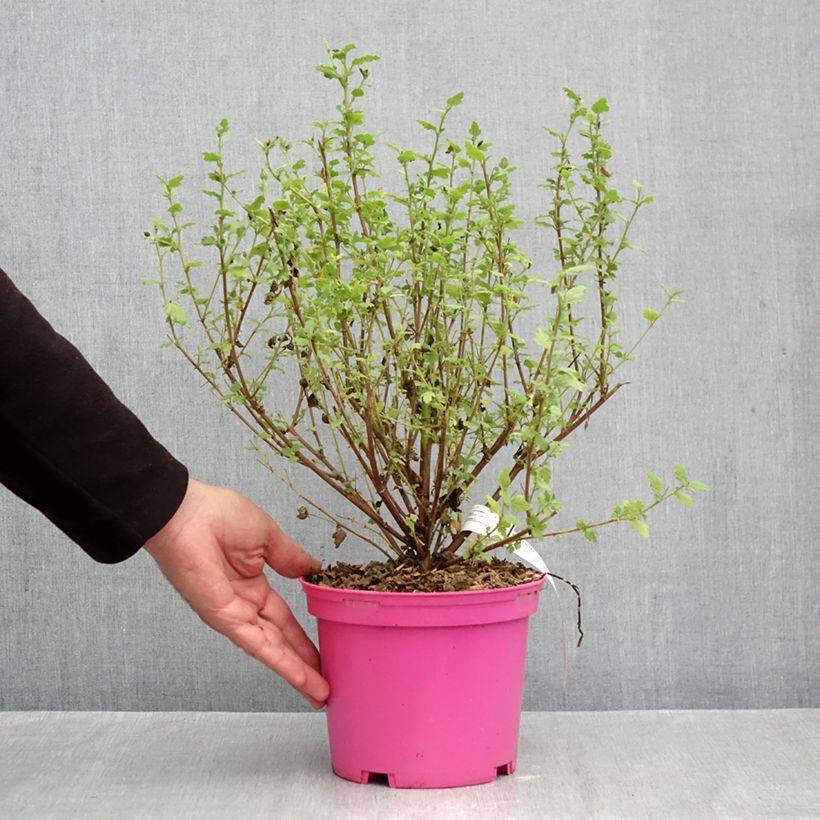 Anisodontea Lady in Pink - Cape Mallow 3L/4L pot sample as delivered in autumn