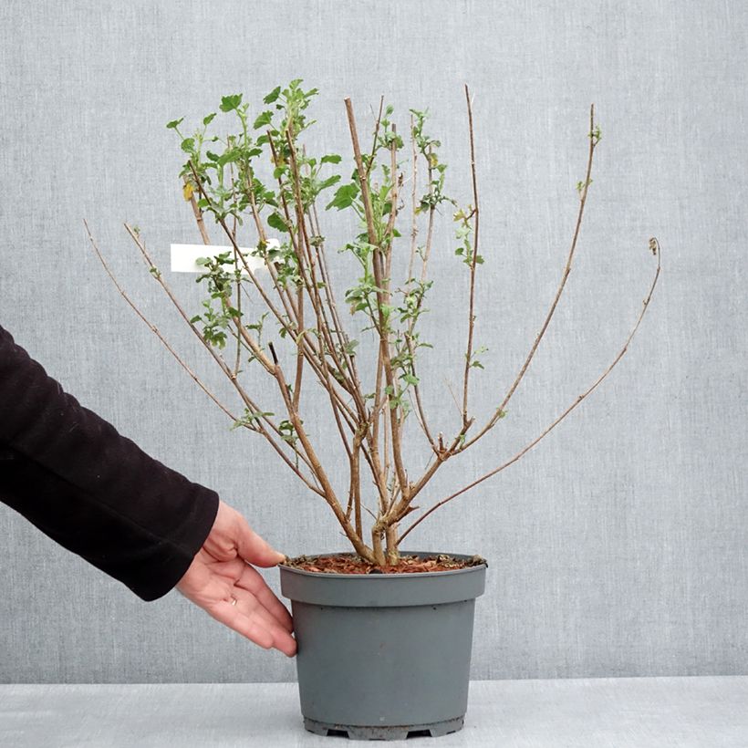 Anisodontea scabrosa Large Red - Cape mallow 3L/4L pot sample as delivered in spring