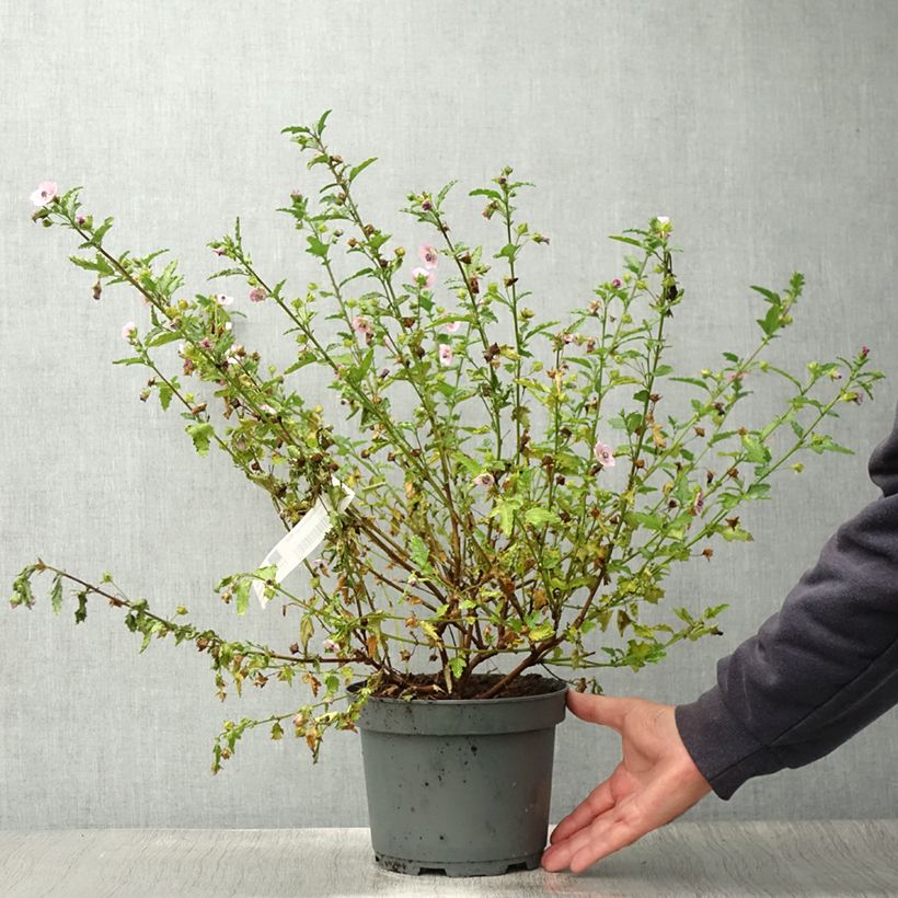 Anisodontea scabrosa Miss Pinky - Cape Mallow 3L/4L pot sample as delivered in summer