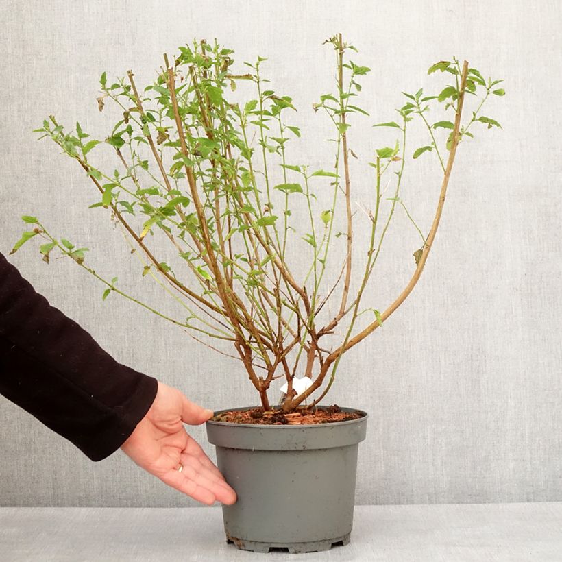 Anisodontea scabrosa Miss Pinky - Cape Mallow 3L/4L pot sample as delivered in winter